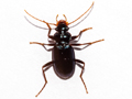 Leistus spinibarbis